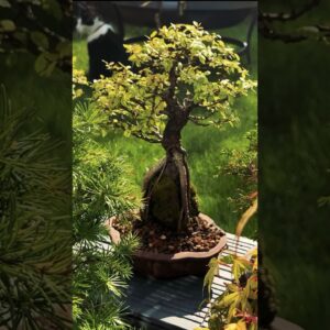 Bonsai: Microcosm of the Universe