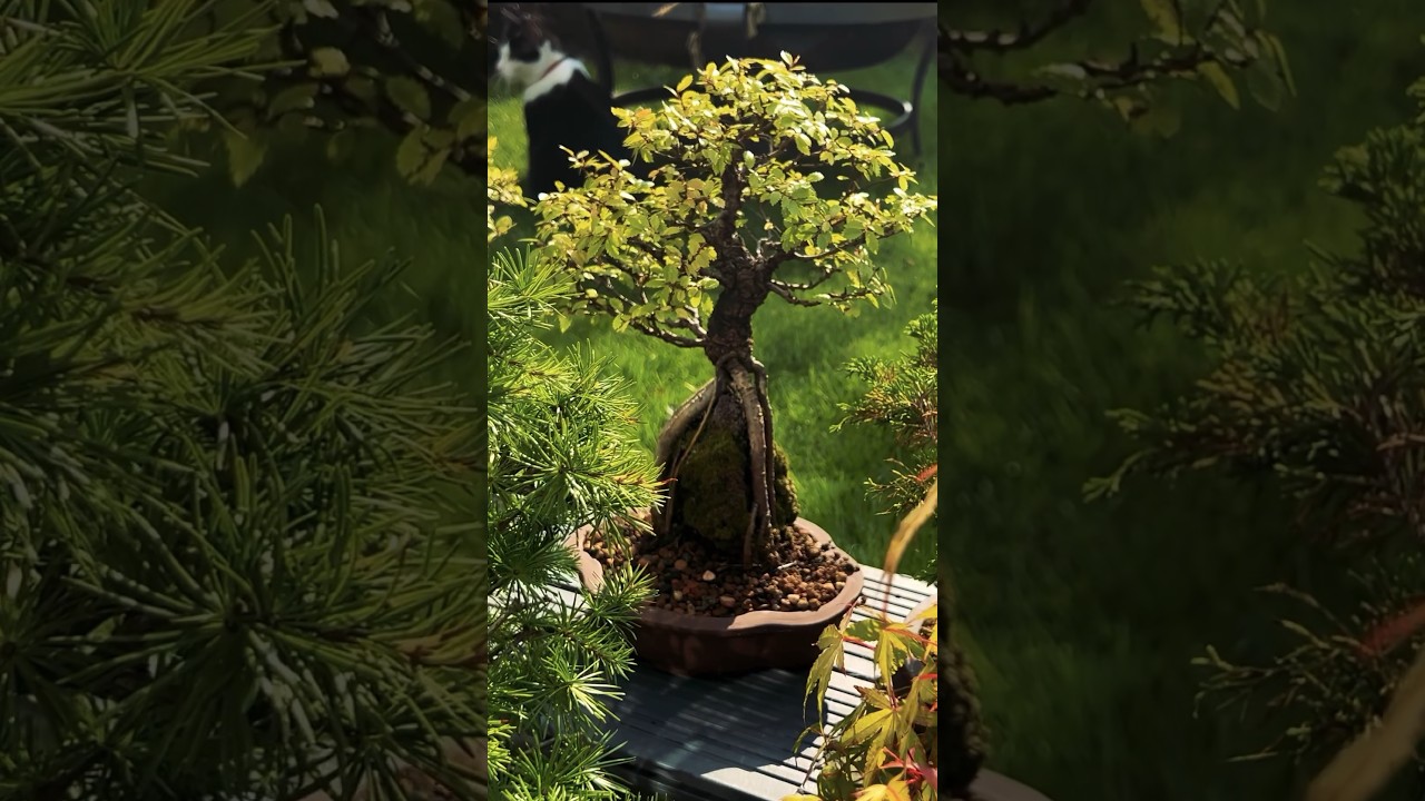 Bonsai: Microcosm of the Universe