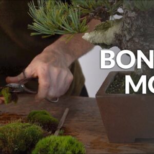 Bonsai Moss (application and acquisition)