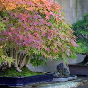 Bonsai Museum Luis Vallejo