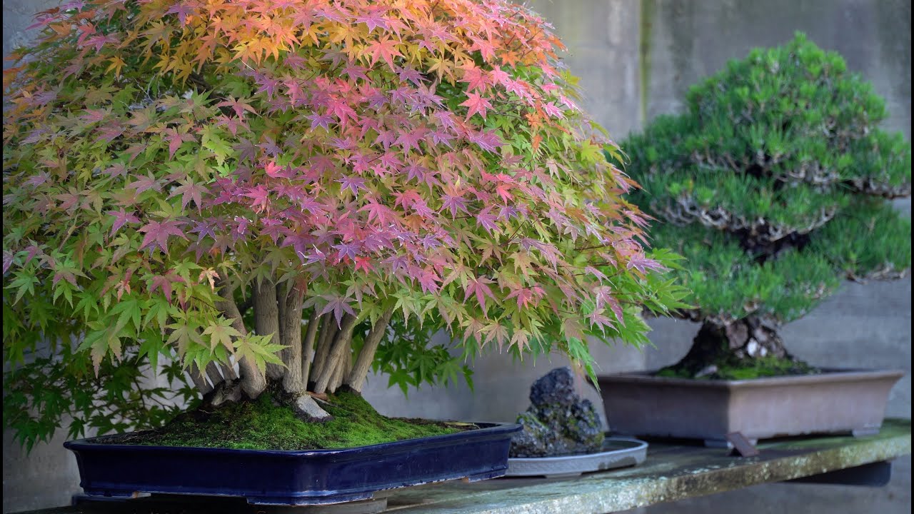 Bonsai Museum Luis Vallejo