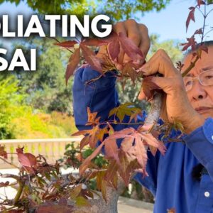 Bonsai Techniques: Defoliating a Red Maple to Increase Ramification