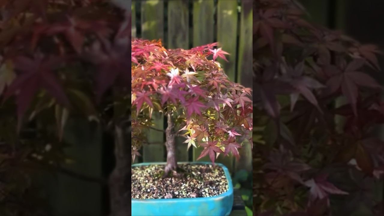 Bonsai: The Beauty of Impermanence