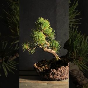 Bonsai: The Philosophy of Wabi-Sabi