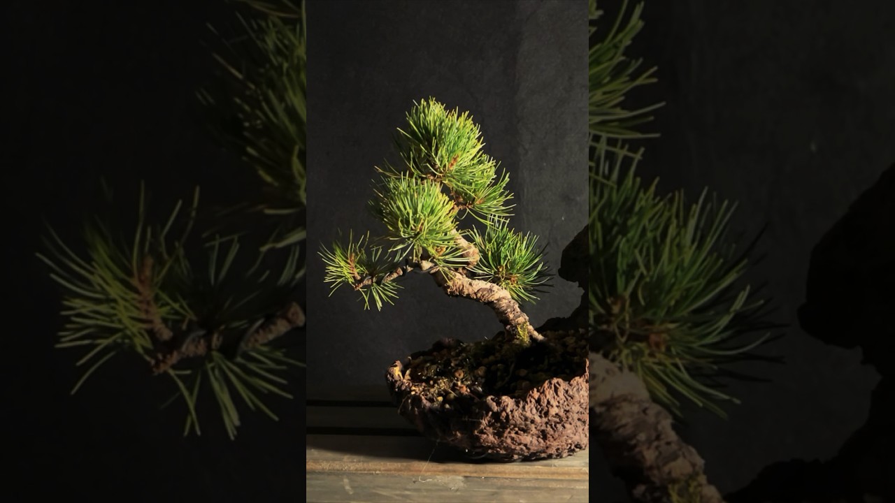 Bonsai: The Philosophy of Wabi-Sabi