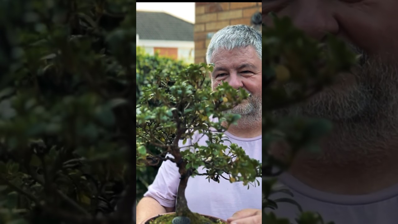 Bonsai: The Symphony of Stillness