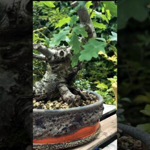 Bonsai Trunk Development