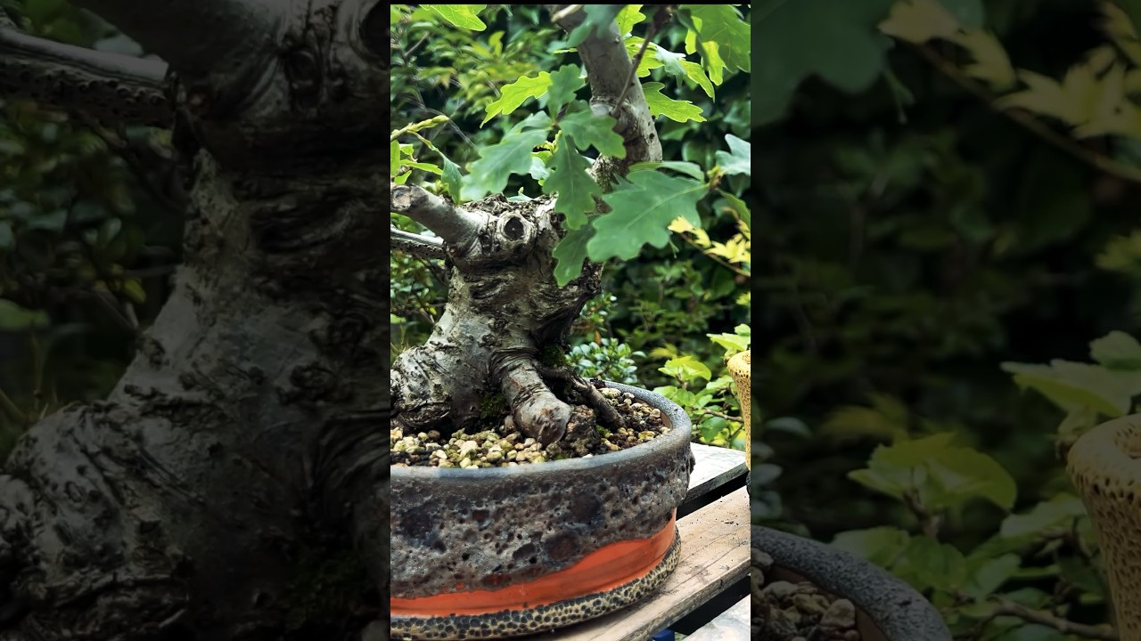 Bonsai Trunk Development