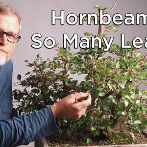 Bonsaify | Hornbeam Raft-Style Bonsai in Spring: So Many Leaves to Pluck!