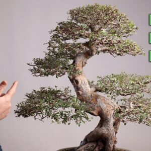 Bonsaify | Important Work on an Imported Chinese Elm Bonsai