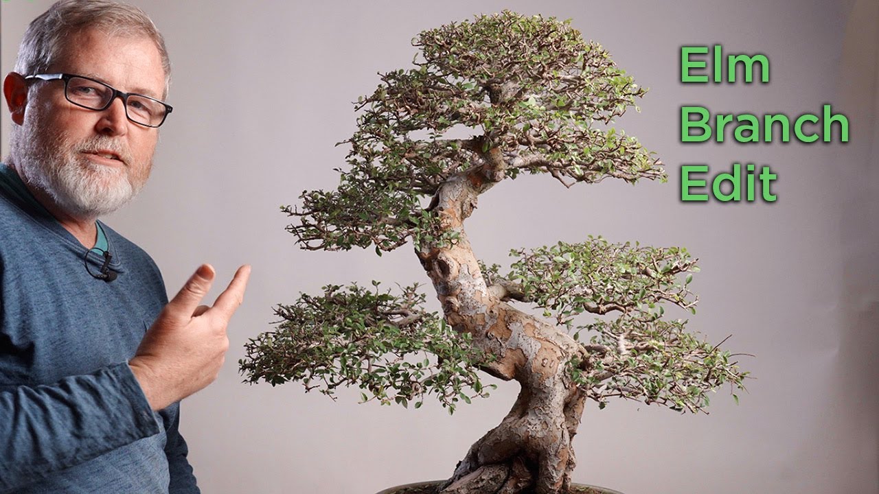 Bonsaify | Important Work on an Imported Chinese Elm Bonsai