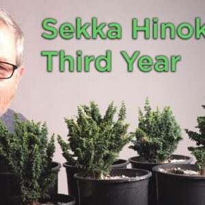 Bonsaify | Sekka Hinoki Cypress Trimming Techniques