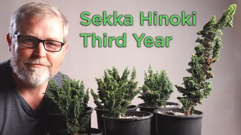 Bonsaify | Sekka Hinoki Cypress Trimming Techniques