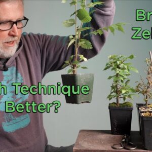 Bonsaify | Two Techniques to Create an Ideal Zelkova Broom Bonsai