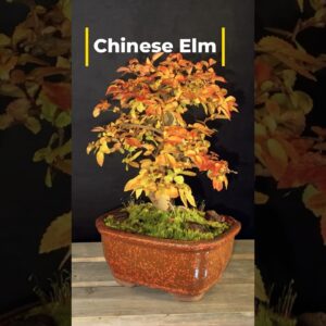 Chinese Elm Bonsai #bonsai #bonsailife #chineseelmbonsai