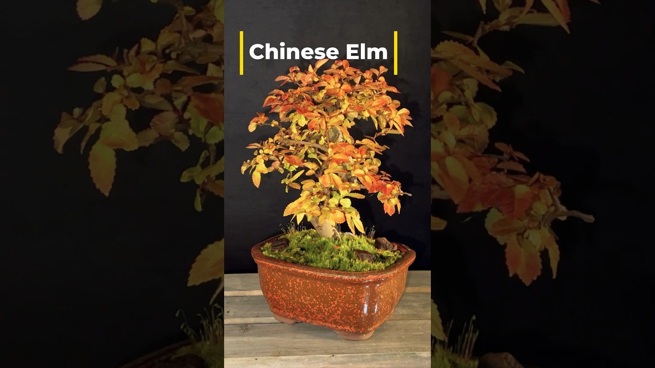 Chinese Elm Bonsai #bonsai #bonsailife #chineseelmbonsai