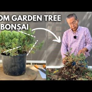 Chopping My Yamadori Bonsai To Shape