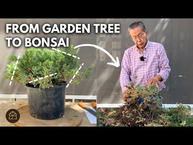 Chopping My Yamadori Bonsai To Shape