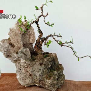 Create Inspiring Bonsai Pot| Fukien Tea Bonsai