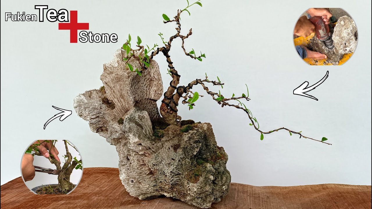 Create Inspiring Bonsai Pot| Fukien Tea Bonsai