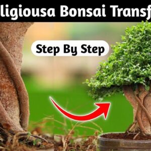 Creating A Beautiful Medium-sized Ficus Religiosa Bonsai