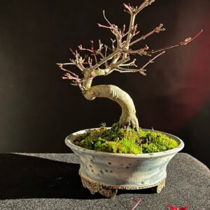 Deshojo Japanese Maple Defoliation - The Dramatic Results