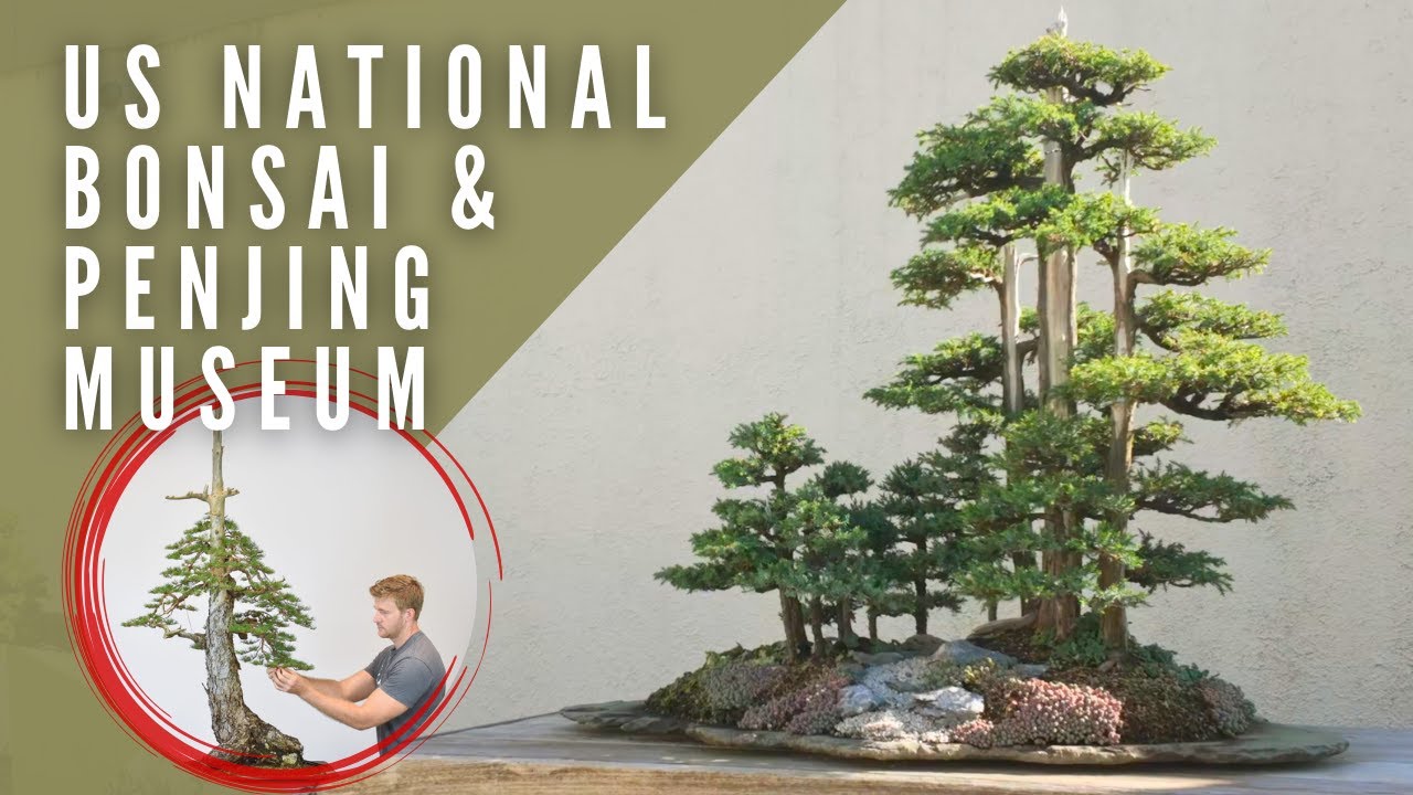 Donating a Bonsai to the US National Bonsai & Penjing Museum