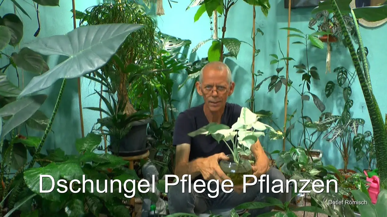 Jungle Plants Tour and Plant Care Guide