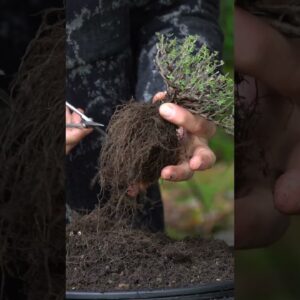 Easy! Bonsai from a standard Thyme plant #bonsai #diy #diycrafts #plants