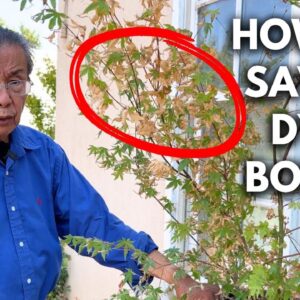 Easy Ways to Revive & Keep Your Bonsai Alive in the Summer Heat