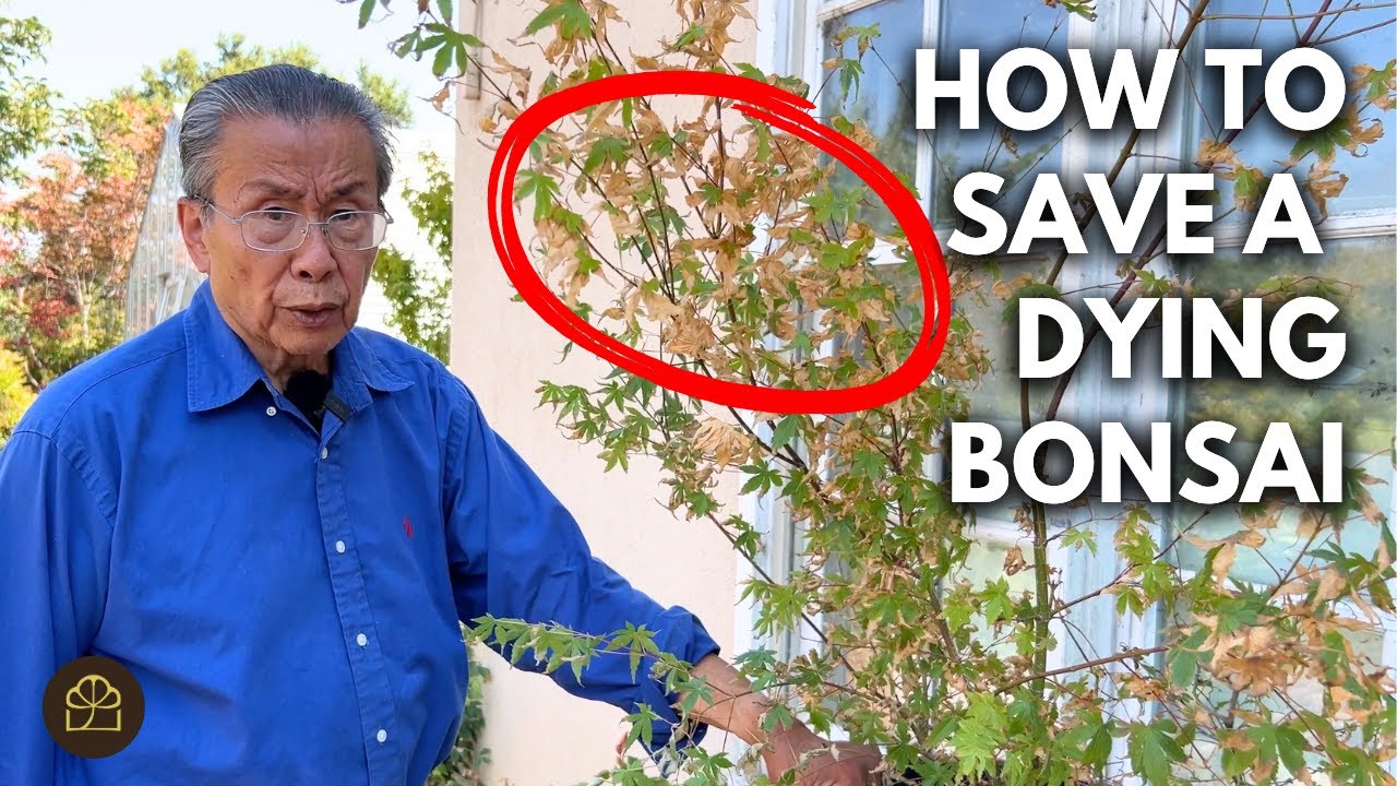 Easy Ways to Revive & Keep Your Bonsai Alive in the Summer Heat