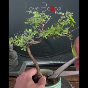 Small but elegant, #lovebonsai #bonsai #bonsaitree  #bendingbonsai #caycanh #bonsaiideas