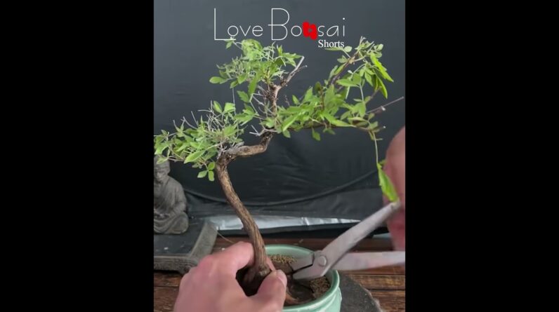 Small but elegant, #lovebonsai #bonsai #bonsaitree  #bendingbonsai #caycanh #bonsaiideas