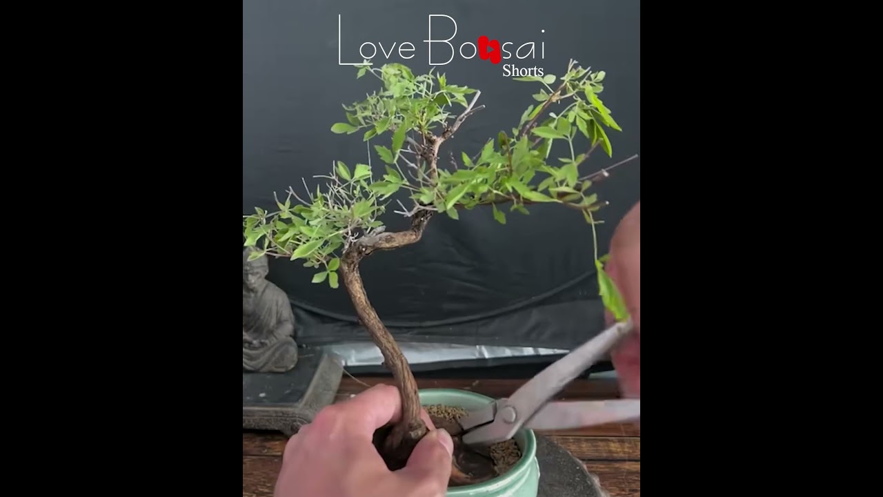 Small but elegant, #lovebonsai #bonsai #bonsaitree  #bendingbonsai #caycanh #bonsaiideas