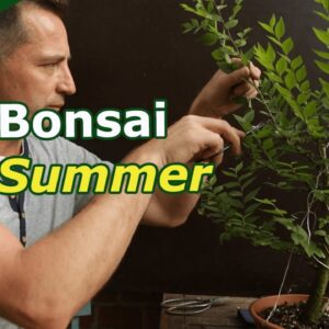 Elm Bonsai Beginners Guide (Pruning, Unwiring and Scar-care)