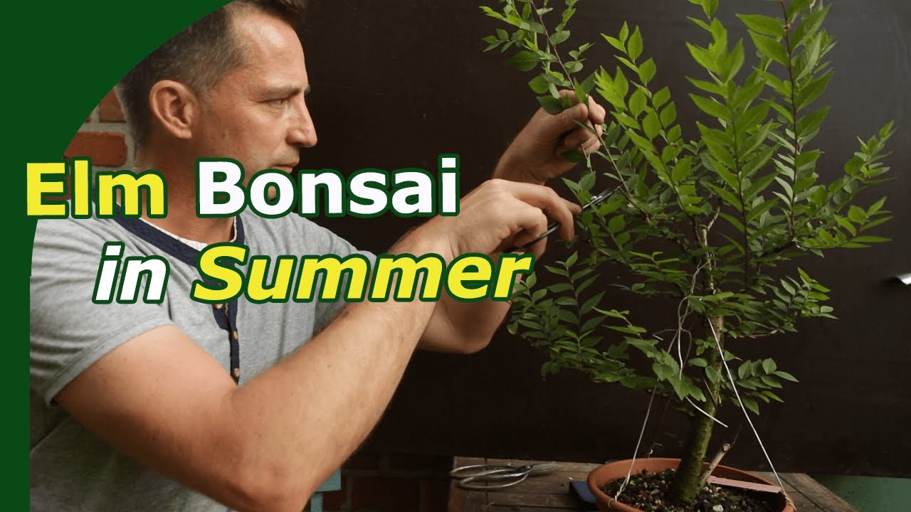 Elm Bonsai Beginners Guide (Pruning, Unwiring and Scar-care)