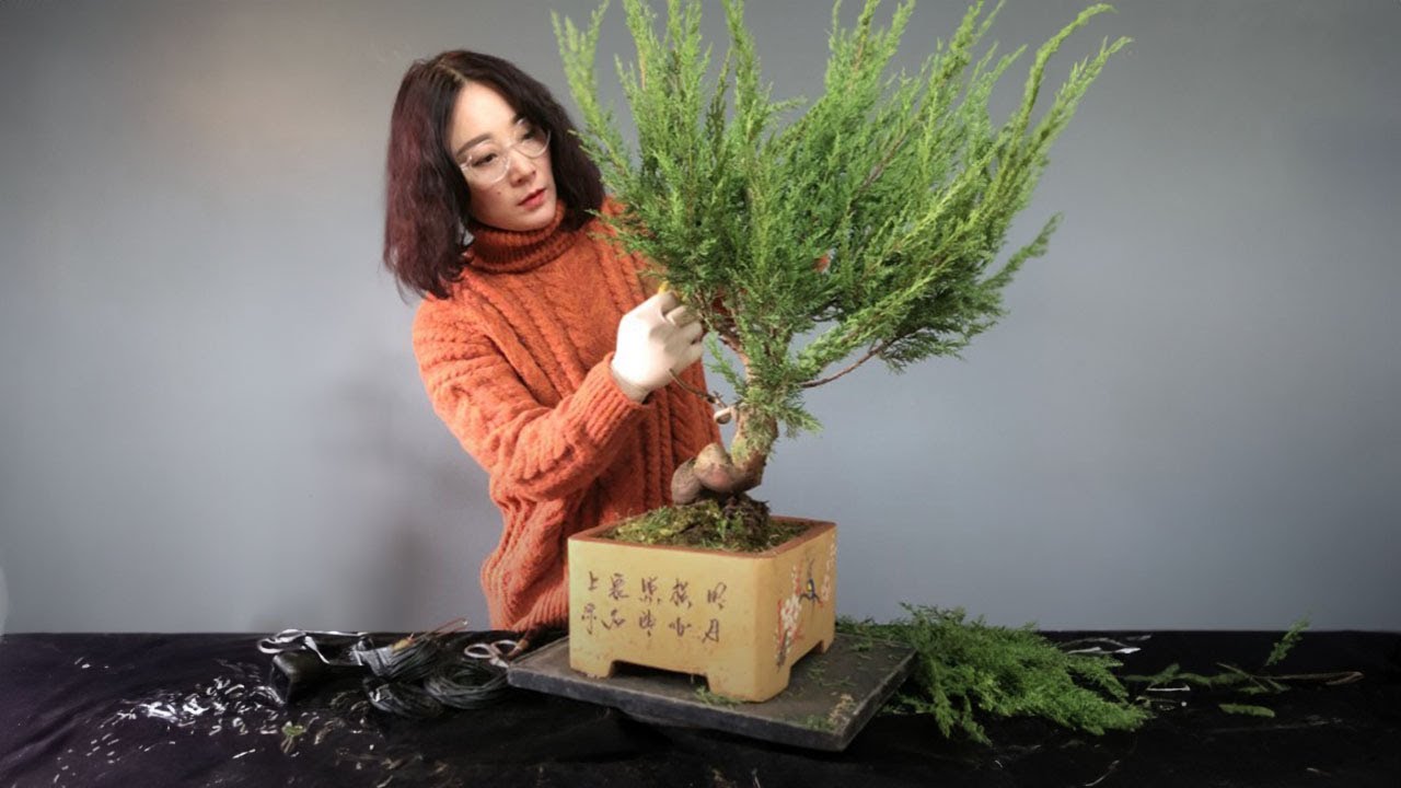 Full video of real cypress tree creation process in Jeju #247 #lovebonsai #bonsai