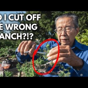 Fear Not When Cutting Bonsai! | Q&A