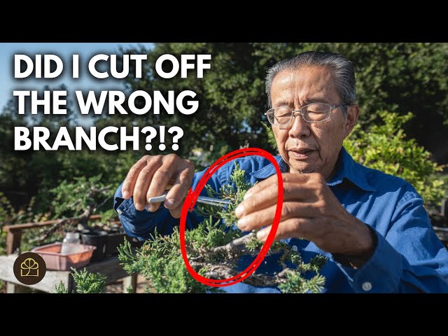 Fear Not When Cutting Bonsai! | Q&A