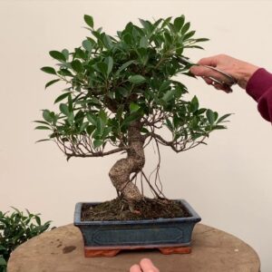 Ficus Bonsai Care and Pruning