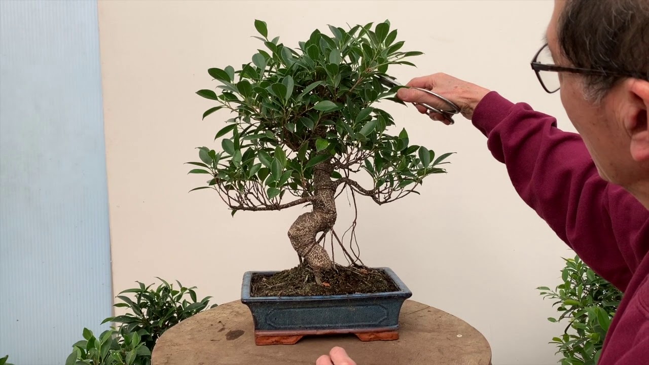 Ficus Bonsai Care and Pruning