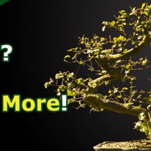 Finish your Bonsai work for deciduous bonsai! (and wait till next year)