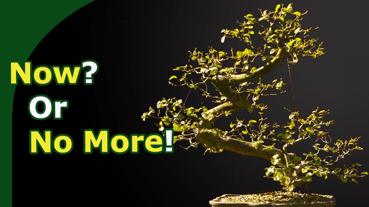 Finish your Bonsai work for deciduous bonsai! (and wait till next year)