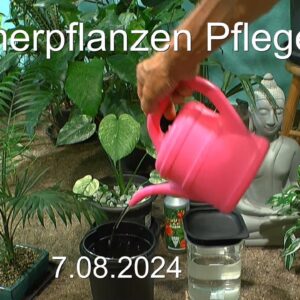 Zimmerpflanzen im Dschungel Pflanzenpflege und Entwicklungen mit neuem Wasser