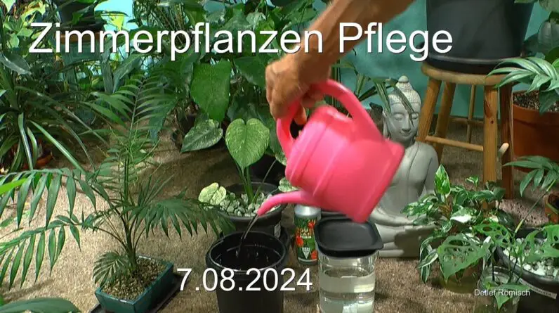 Zimmerpflanzen im Dschungel Pflanzenpflege und Entwicklungen mit neuem Wasser