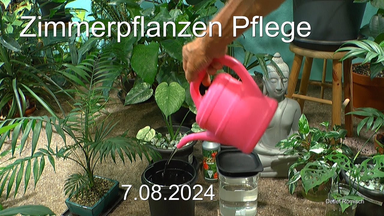 Zimmerpflanzen im Dschungel Pflanzenpflege und Entwicklungen mit neuem Wasser