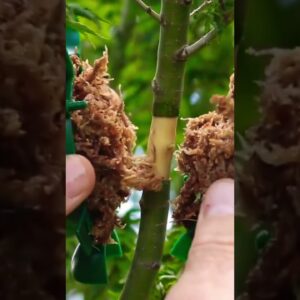 How to make air layers for bonsai #terryerasmusbonsai #airlayering #bonsai #bonsailife #bonsaitree