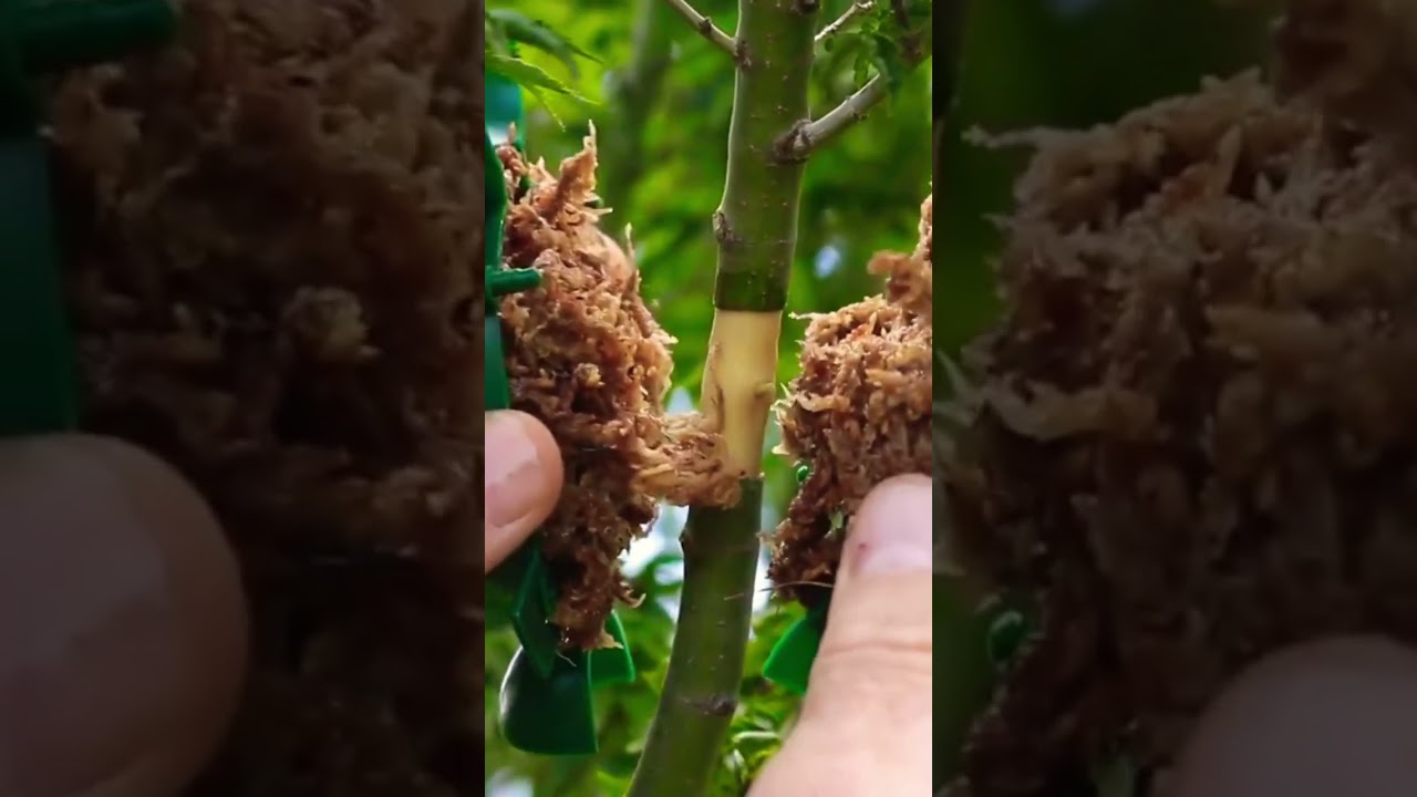 How to make air layers for bonsai #terryerasmusbonsai #airlayering #bonsai #bonsailife #bonsaitree