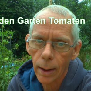 Garten im August Tomaten Abmoosung. Kartoffeln Fäulnis und Mehr