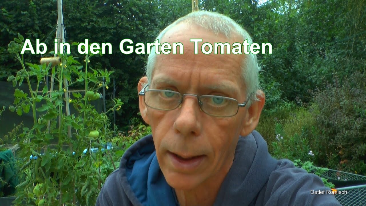 Garten im August Tomaten Abmoosung. Kartoffeln Fäulnis und Mehr